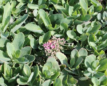 Rozchodník nádherný 'Carl'