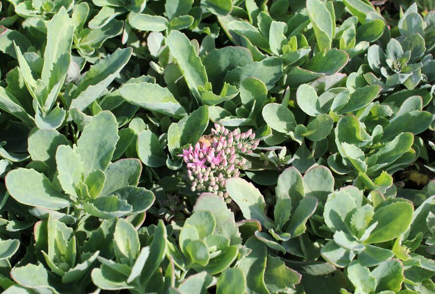 Rozchodník nádherný 'Carl' - Sedum spectabile 'Carl'