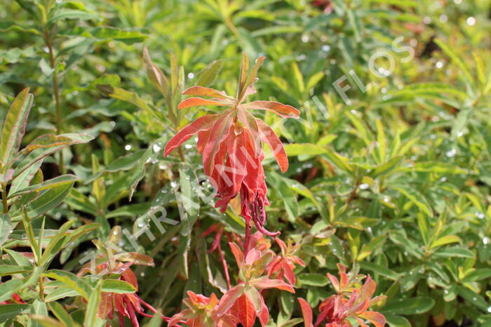 Pryšec mnohobarvý (epithymoides) - Euphorbia polychroma (epithymoides)