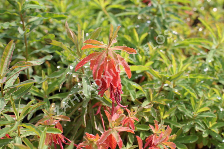 Pryšec mnohobarvý (epithymoides) - Euphorbia polychroma (epithymoides)