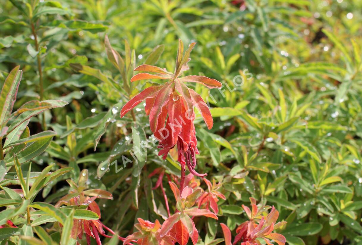 Pryšec mnohobarvý (epithymoides) - Euphorbia polychroma (epithymoides)