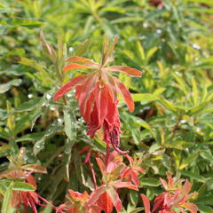 Pryšec mnohobarvý (epithymoides) - Euphorbia polychroma (epithymoides)