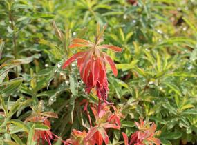 Pryšec mnohobarvý (epithymoides) - Euphorbia polychroma (epithymoides)