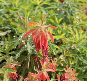 Pryšec mnohobarvý (epithymoides) - Euphorbia polychroma (epithymoides)