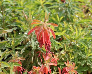 Pryšec mnohobarvý (epithymoides)