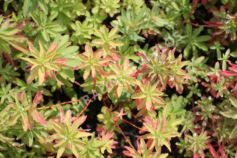 Pryšec mnohobarvý (epithymoides) - Euphorbia polychroma (epithymoides)