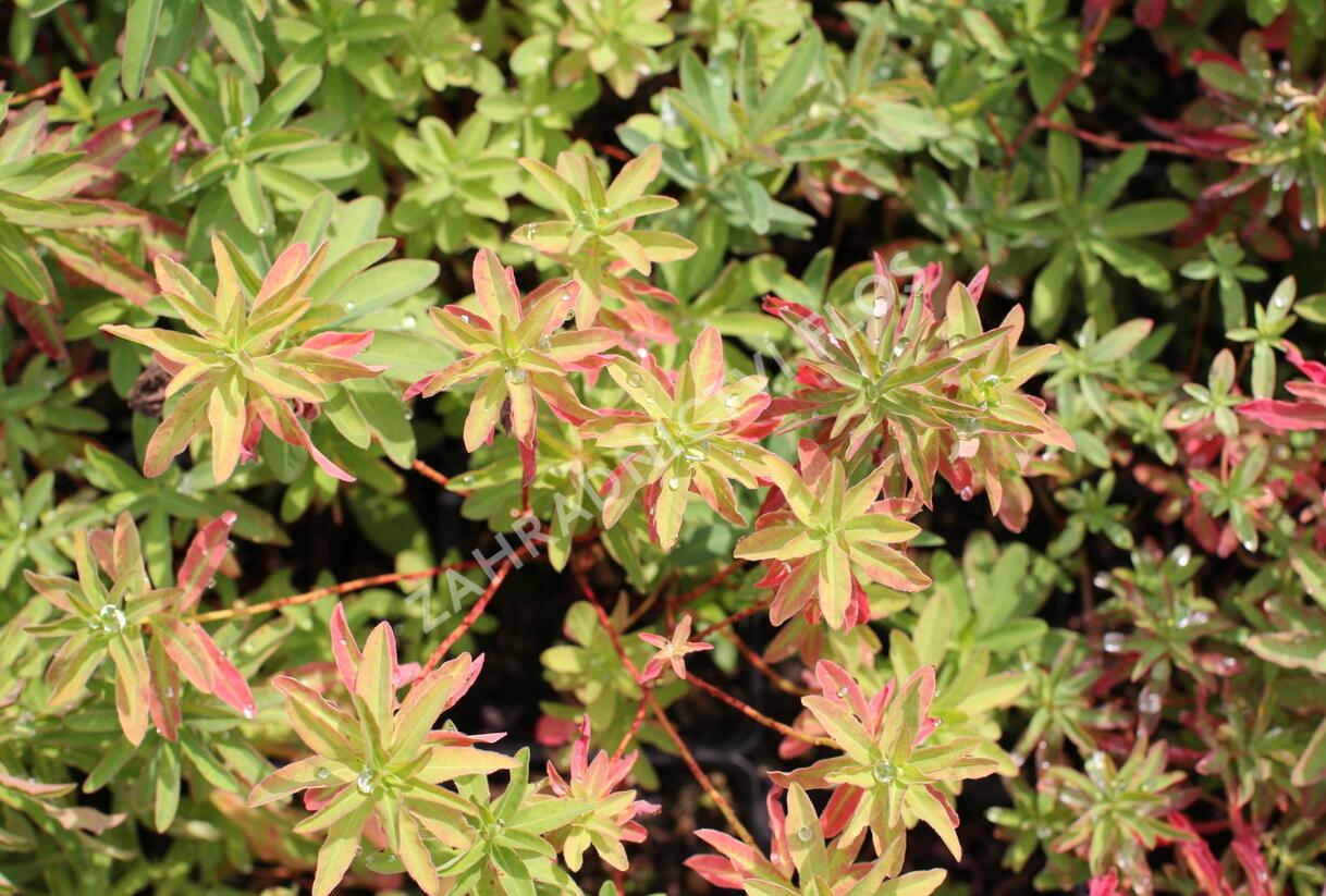 Pryšec mnohobarvý (epithymoides) - Euphorbia polychroma (epithymoides)