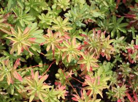 Pryšec mnohobarvý (epithymoides) - Euphorbia polychroma (epithymoides)