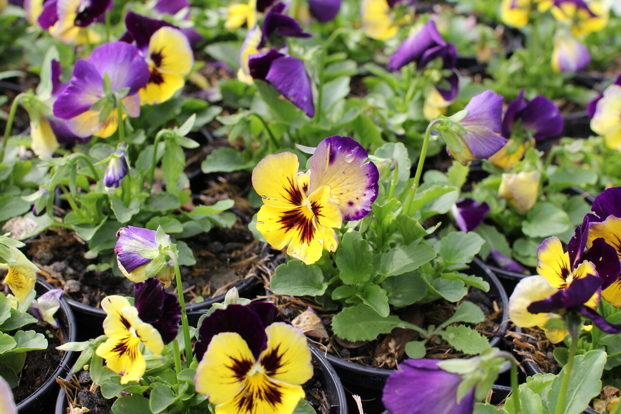 Violka, maceška zahradní 'Carneval® F1 Midnight Glow' Viola