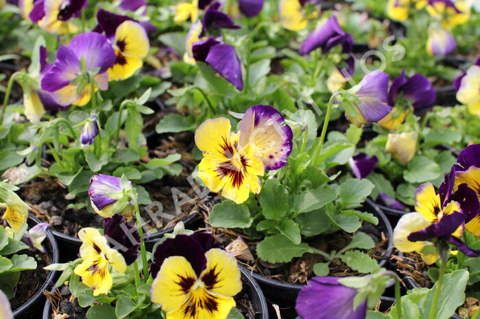 Violka, maceška zahradní 'Carneval® F1 Midnight Glow' - Viola wittrockiana 'Carneval® F1 Midnight Glow'