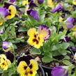 Violka, maceška zahradní 'Carneval® F1 Midnight Glow' - Viola wittrockiana 'Carneval® F1 Midnight Glow'