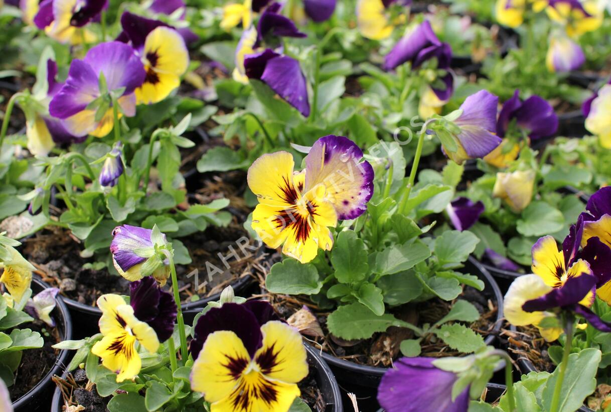 Violka, maceška zahradní 'Carneval® F1 Midnight Glow' - Viola wittrockiana 'Carneval® F1 Midnight Glow'