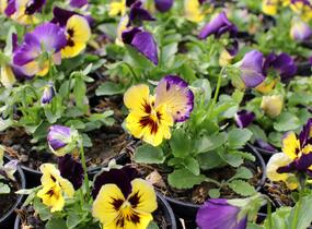 Violka, maceška zahradní 'Carneval® F1 Midnight Glow' - Viola wittrockiana 'Carneval® F1 Midnight Glow'