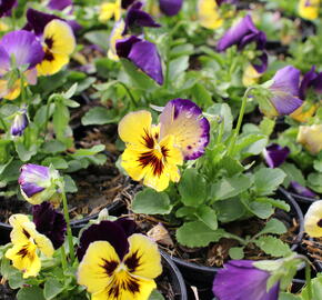 Violka, maceška zahradní 'Carneval® F1 Midnight Glow' - Viola wittrockiana 'Carneval® F1 Midnight Glow'