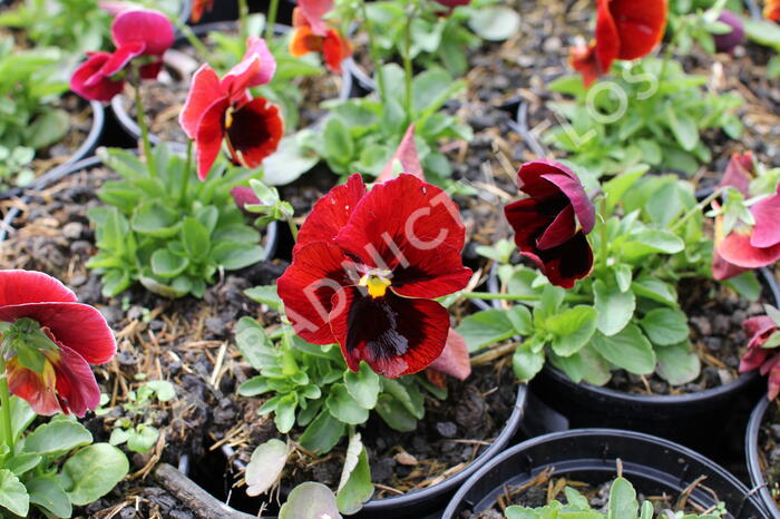 Violka, maceška zahradní 'Carneval® F1 Scarlet with Blotch' - Viola wittrockiana 'Carneval® F1 Scarlet with Blotch'