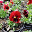 Violka, maceška zahradní 'Carneval® F1 Scarlet with Blotch' - Viola wittrockiana 'Carneval® F1 Scarlet with Blotch'