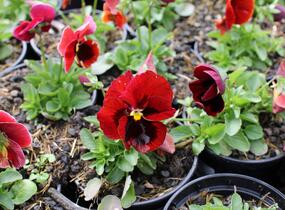 Violka, maceška zahradní 'Carneval® F1 Scarlet with Blotch' - Viola wittrockiana 'Carneval® F1 Scarlet with Blotch'