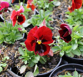 Violka, maceška zahradní 'Carneval® F1 Scarlet with Blotch' - Viola wittrockiana 'Carneval® F1 Scarlet with Blotch'