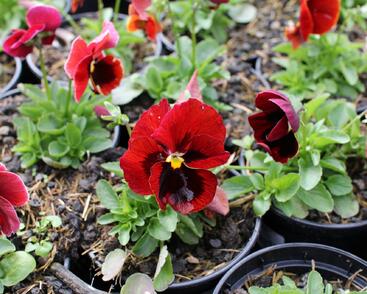 Violka, maceška zahradní 'Carneval® F1 Scarlet with Blotch'
