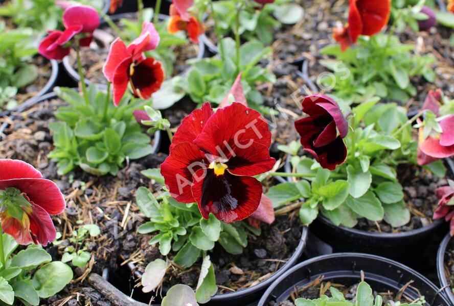 Violka, maceška zahradní 'Carneval® F1 Scarlet with Blotch' - Viola wittrockiana 'Carneval® F1 Scarlet with Blotch'