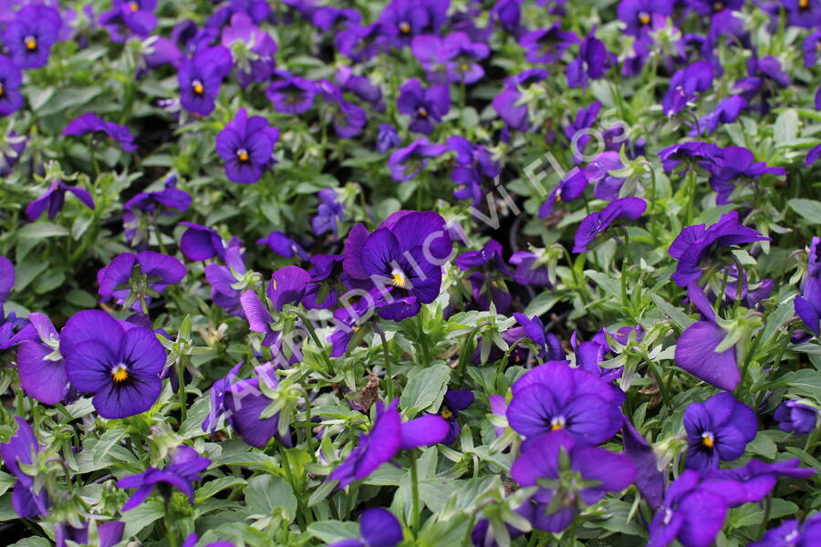 Violka růžkatá 'Twix Blue with Eye' - Viola cornuta 'Twix Blue with Eye'