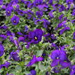 Violka růžkatá 'Twix Blue with Eye' - Viola cornuta 'Twix Blue with Eye'