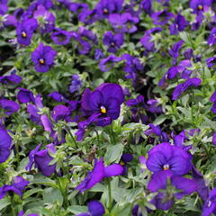 Violka růžkatá 'Twix Blue with Eye' - Viola cornuta 'Twix Blue with Eye'