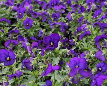 Violka růžkatá 'Twix Blue with Eye'