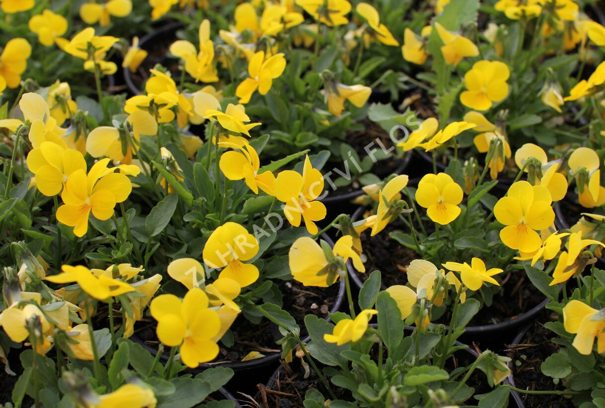 Violka růžkatá 'Ice Babies Golden Yellow' - Viola cornuta 'Ice Babies Golden Yellow'