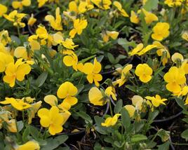 Violka růžkatá 'Ice Babies Golden Yellow'