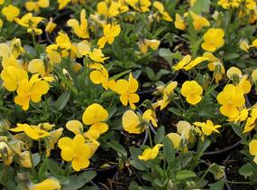 Violka růžkatá 'Ice Babies Golden Yellow' - Viola cornuta 'Ice Babies Golden Yellow'