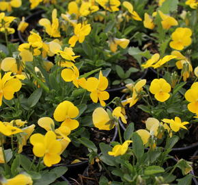 Violka růžkatá 'Ice Babies Golden Yellow' - Viola cornuta 'Ice Babies Golden Yellow'