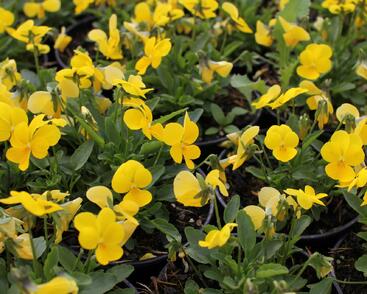 Violka růžkatá 'Ice Babies Golden Yellow'