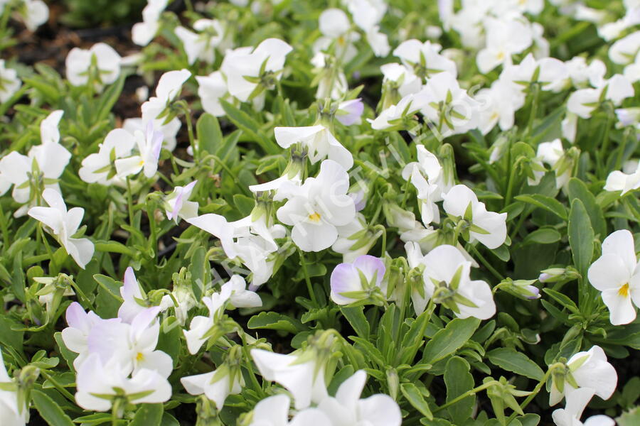Violka růžkatá 'Ice Babies White' - Viola cornuta 'Ice Babies White'