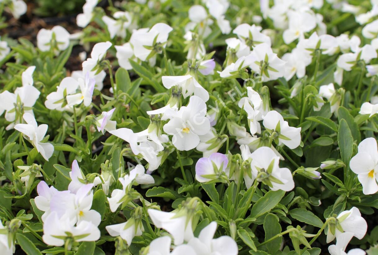 Violka růžkatá 'Ice Babies White' - Viola cornuta 'Ice Babies White'