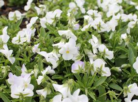 Violka růžkatá 'Ice Babies White' - Viola cornuta 'Ice Babies White'