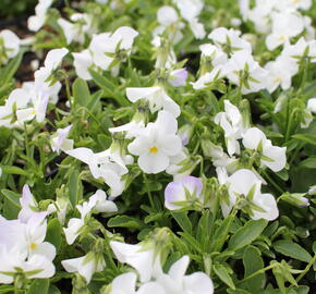 Violka růžkatá 'Ice Babies White' - Viola cornuta 'Ice Babies White'