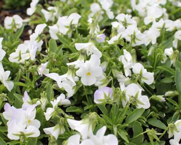 Violka růžkatá 'Ice Babies White'