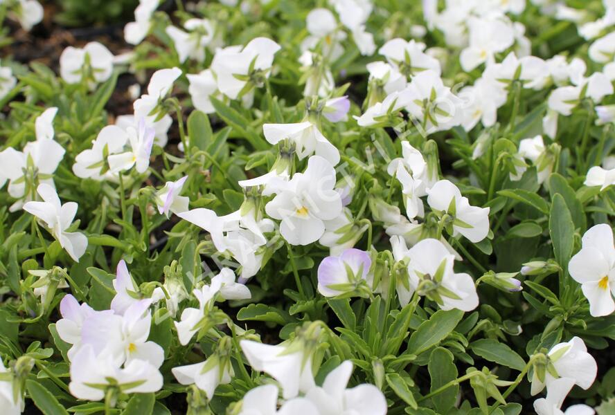 Violka růžkatá 'Ice Babies White' - Viola cornuta 'Ice Babies White'