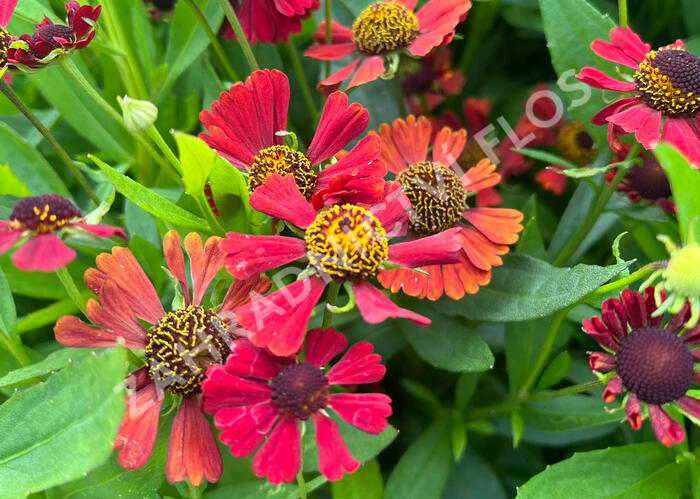 Záplevák 'Red Jewel' - Helenium 'Red Jewel'