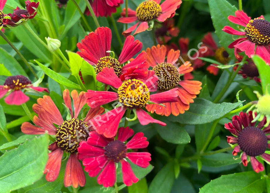 Záplevák 'Red Jewel' - Helenium 'Red Jewel'