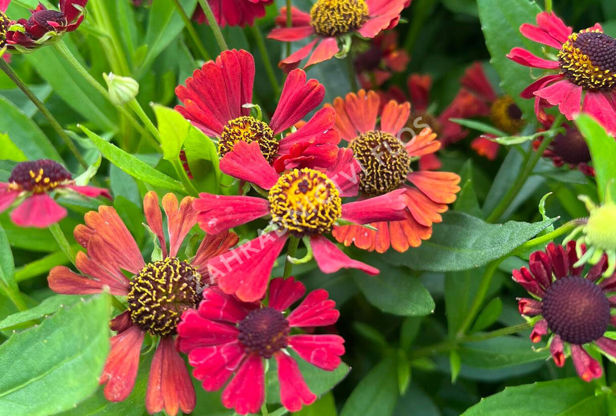 Záplevák 'Red Jewel' - Helenium 'Red Jewel'