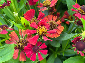 Záplevák 'Red Jewel' - Helenium 'Red Jewel'