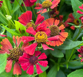 Záplevák 'Red Jewel' - Helenium 'Red Jewel'