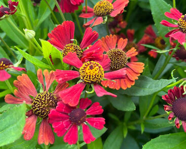 Záplevák 'Red Jewel'