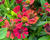 Záplevák 'Red Jewel'