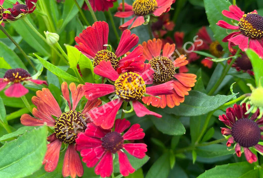 Záplevák 'Red Jewel' - Helenium 'Red Jewel'