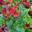 Záplevák 'Red Jewel' - Helenium 'Red Jewel'