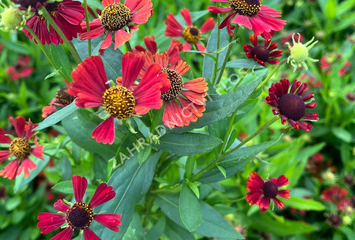 Záplevák 'Red Jewel' - Helenium 'Red Jewel'