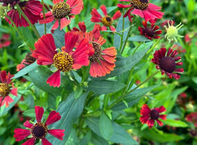 Záplevák 'Red Jewel' - Helenium 'Red Jewel'